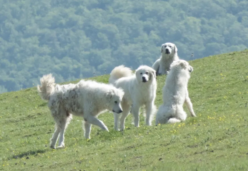 maremma sheep Dogs Pienza Tuscany Italy