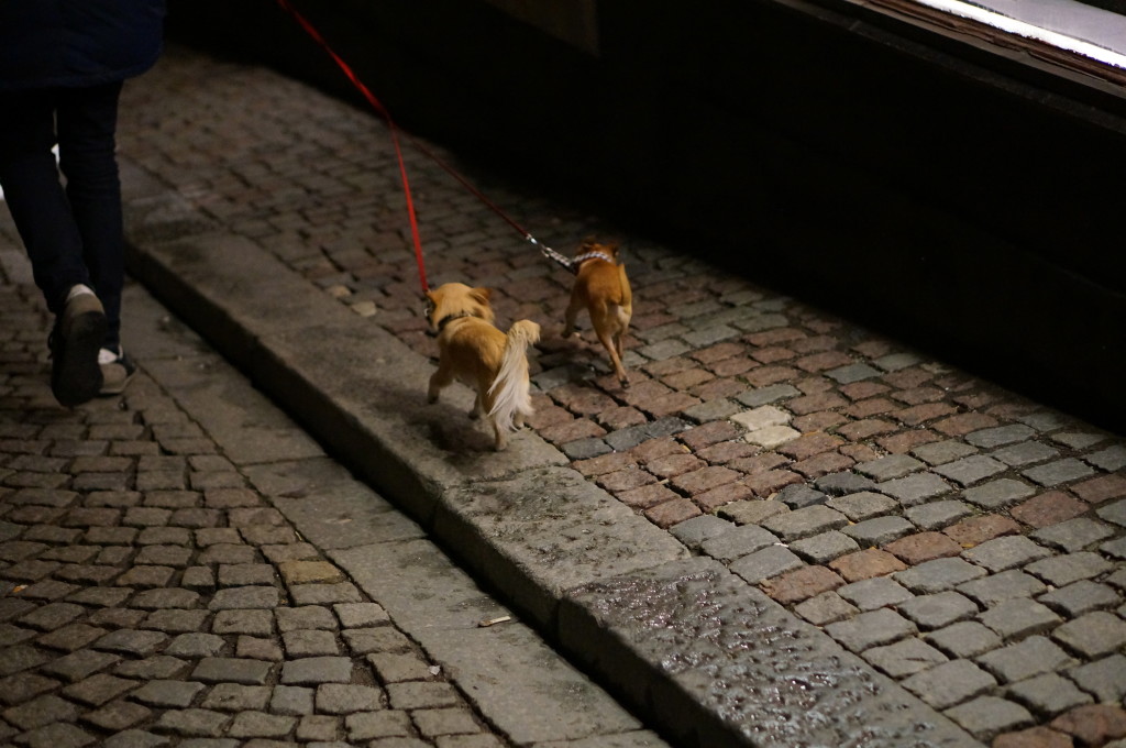 cold swedish chihuahuas on walk in Stockholm