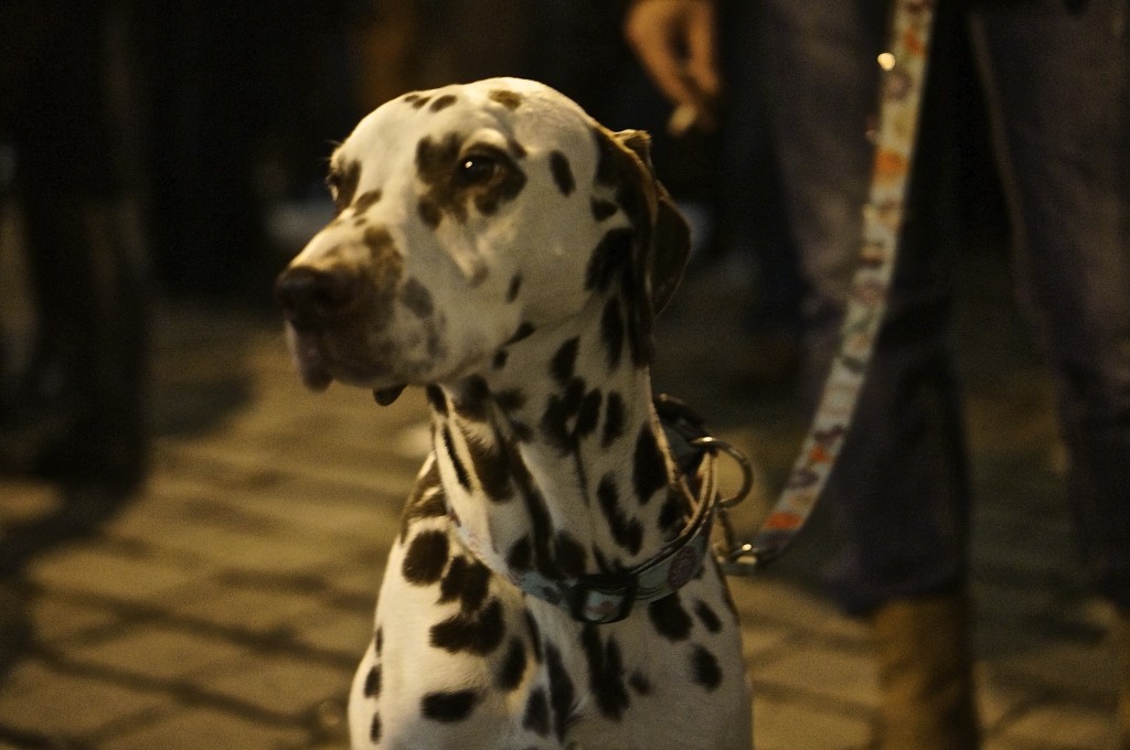 dalmation with black and white spots