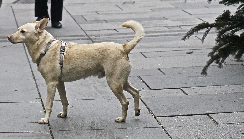 off leash dog on street in Vienna Austria europe