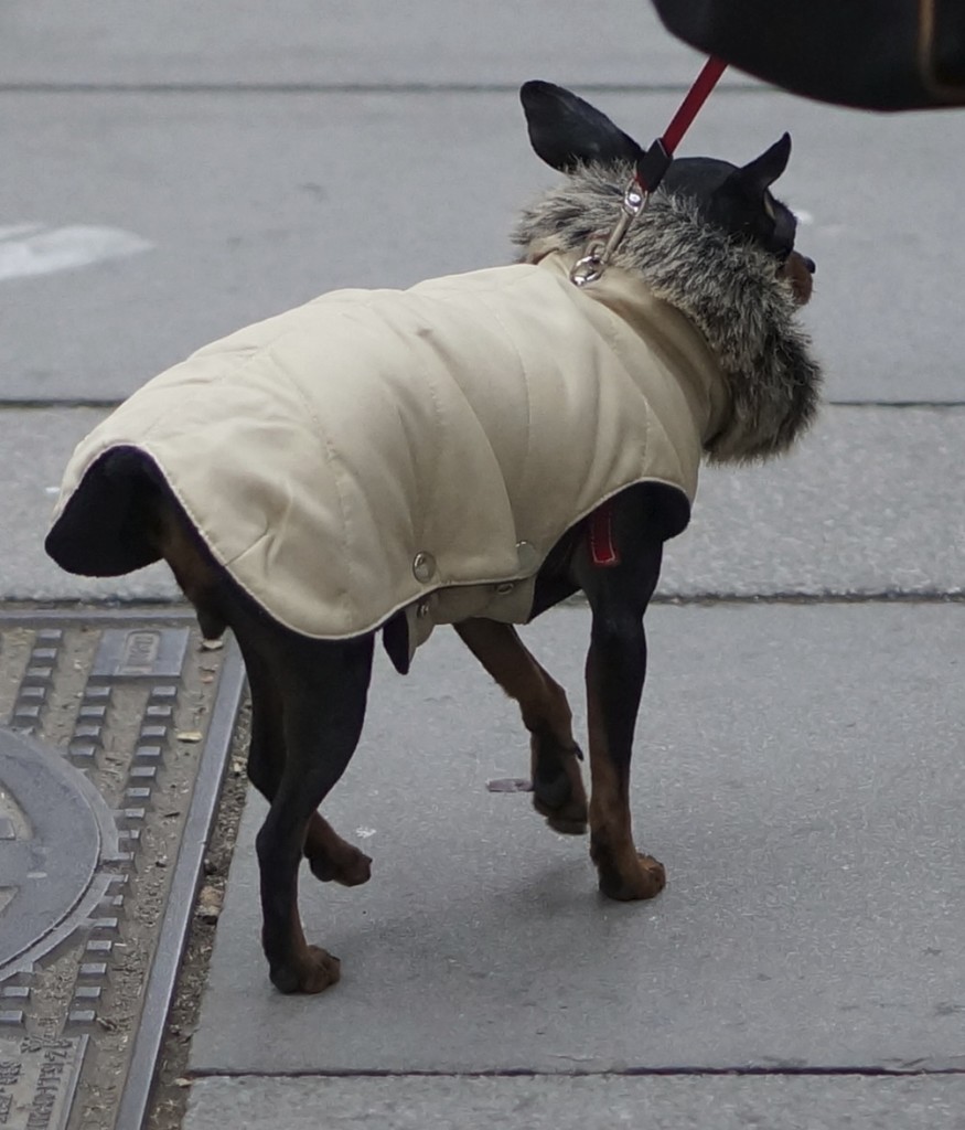 chihuahua in fur collar coat.