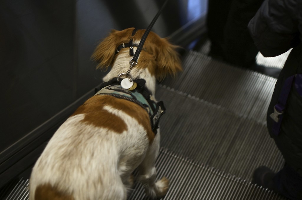 dog rides escalator