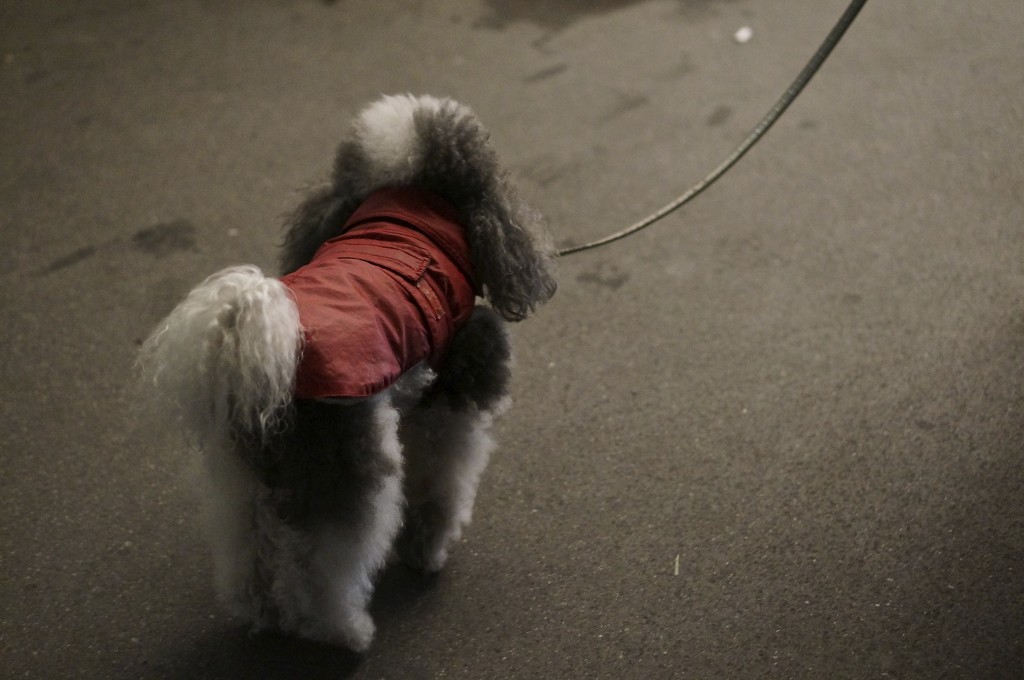 fluffy poodle on walk