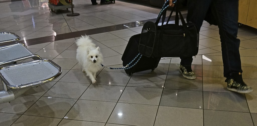 white pomeranian at aiport