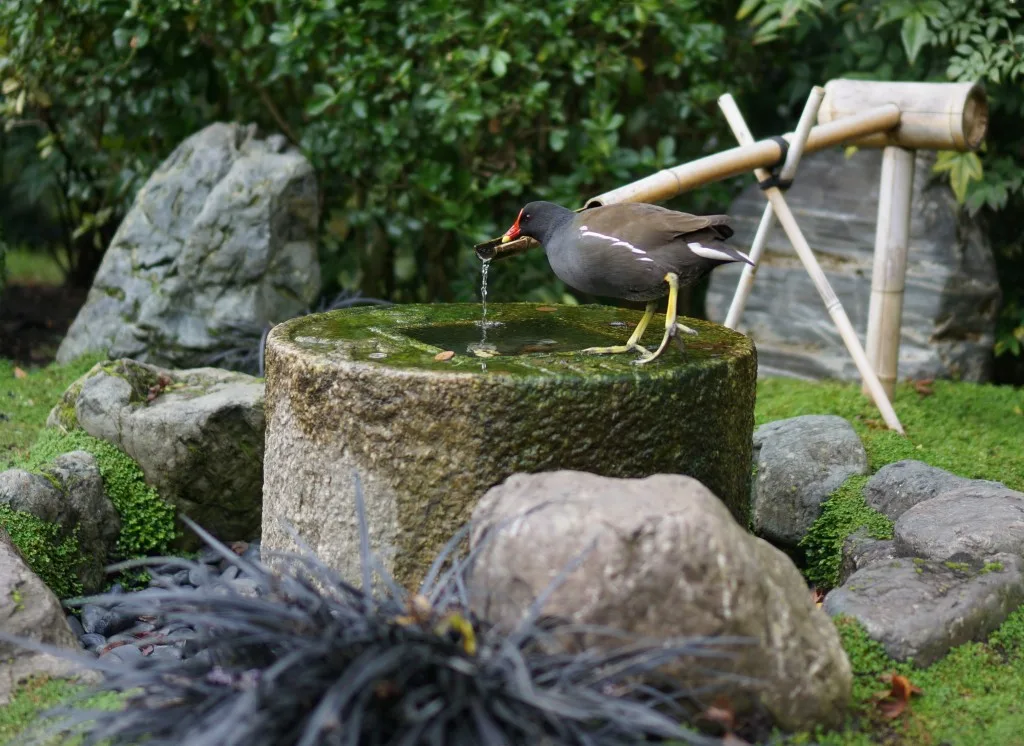 holland park bird drinking bird bath london