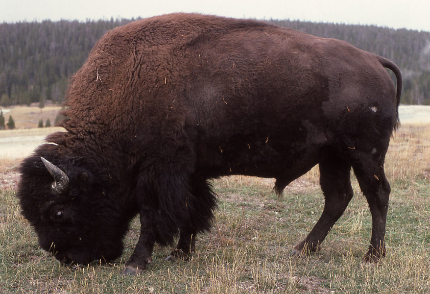 1024px-Americanbison