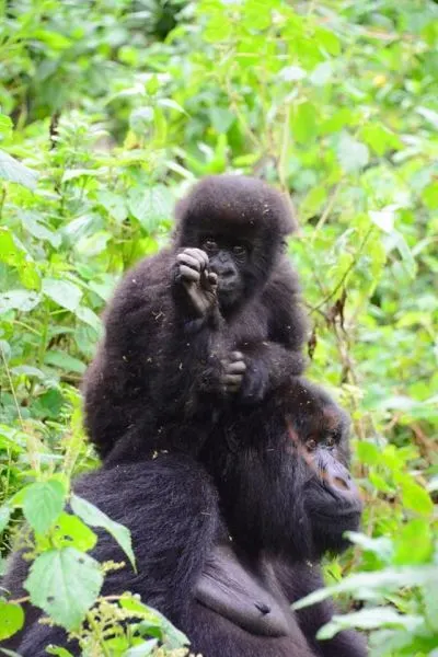 rwanda two gorillas