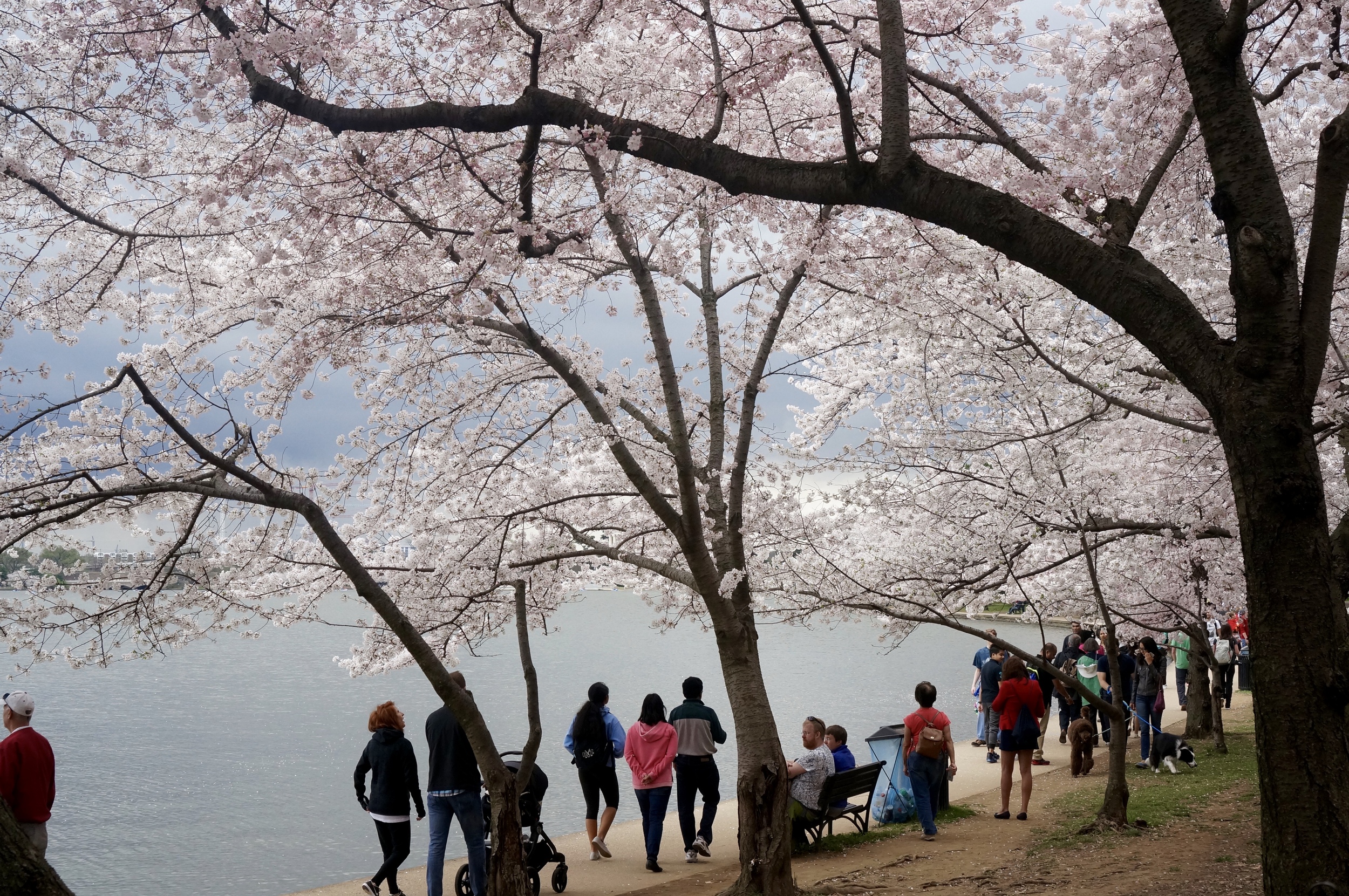 Cherry Blossoms at Peak Bloom in Washington DC
