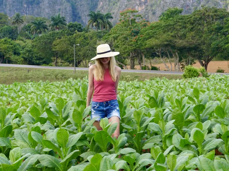 what wear tobacco fields cuba cut off denim shorts big sunhat